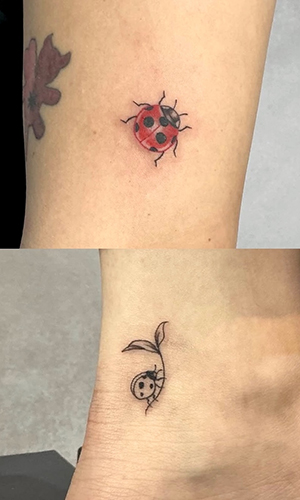 SHIN coccinella